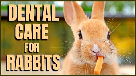 Dental Care For Rabbits Youtube