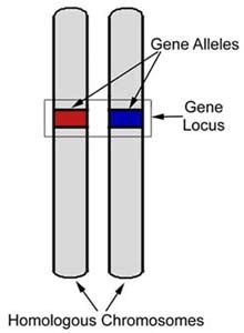 Homologous Chromosome CreationWiki The Encyclopedia Of Creation Science