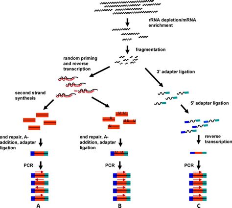 NGS Library Preparation Protocol Diagram