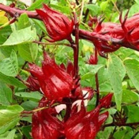 jual bibit tanaman rosella pohon rosella bunga rosela herbal