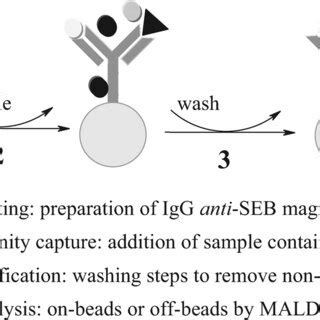 Experimental Scheme Detection Of Seb By Immunoaffinity Capture And