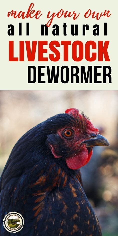 How To Make Your Own Natural Herbal Dewormer For Livestock Herbs For