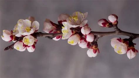 Apricot Stock Video Footage Royalty Free Apricot Videos Pond