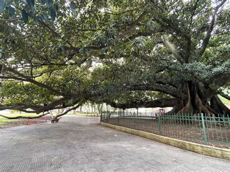 The Largest Ficus In Buenos Aires Argentina El Gran Gomero Rubber