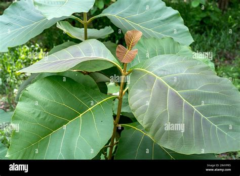 Green Teak Tectona Grandis Green Leaves Stock Photo Alamy