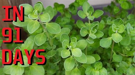 How To Grow Sweet Marjoram Origanum Majorana From Seeds YouTube