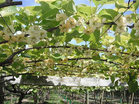 Kiwi Características Cultivo Y Cuidados Frutales Flor De Planta