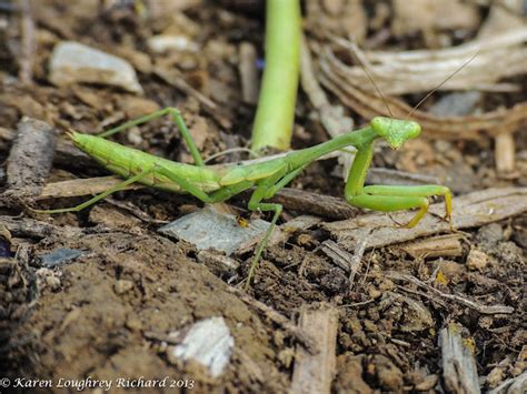 Carolina Mantis Nymph Project Noah