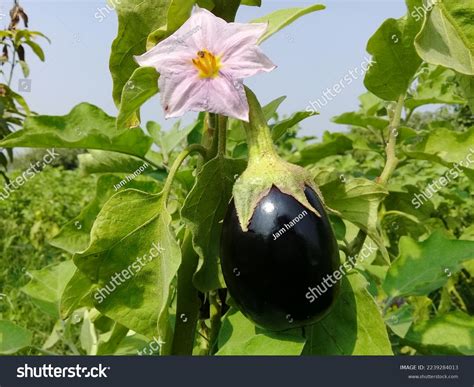 Brinjal Plant: Over 9,197 Royalty-Free Licensable Stock Photos ...