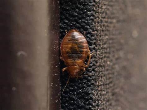 Common Signs Of Bed Bugs In Nj Warning Signs You Have Bed Bugs