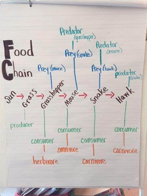 Food Chain Producer Consumer Omnivore Herbivore Carnivore 5th