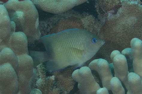 Johnston Damselfish Plectroglyphidodon Johnstonianus Mark