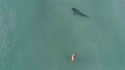 Watch Drone Footage Of Large Shark Swimming Dangerously Close To