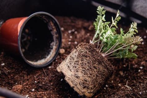 C Mo Plantar Perejil En Casa Cultivo Paso A Paso Gu A F Cil