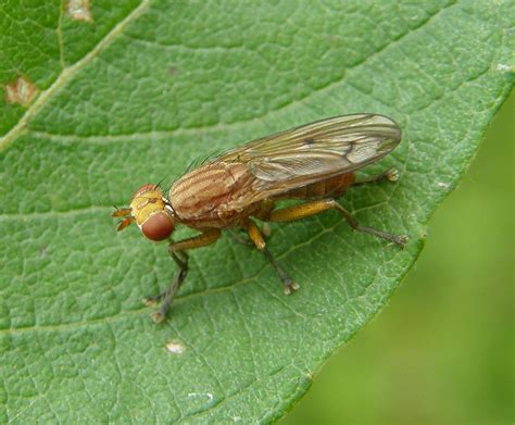 Tetanocera Ferruginea Male Sutton Park Birmingham 2012a Flickr