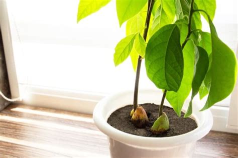 How to Grow an Indoor Avocado Tree - Minneopa Orchards