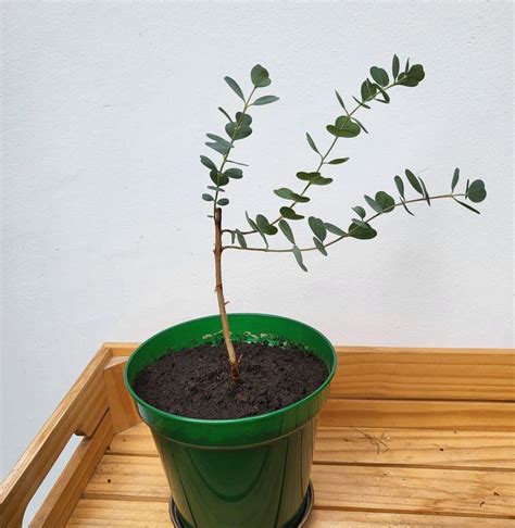 Eucalyptus Plant Eucalyptus Cinerea Silver Dollar Gum Furniture