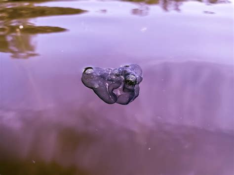 Premium Photo A Purple Heart Shaped Object Floating In The Water