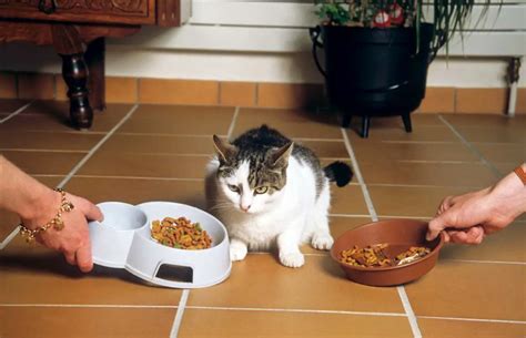 El Gato Come Las Croquetas Del Perro Que Sucede En Este Caso Vida