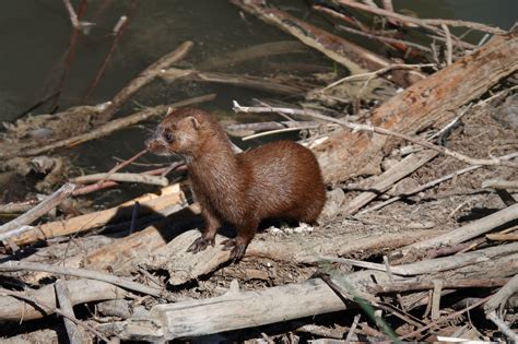 Nature Notes American Mink Harpswell Heritage Land Trust