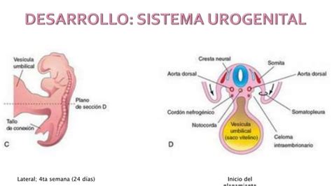 Embriología Desarrollo Del Sistema Urogenital Ppt