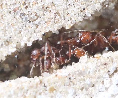 Watch Ants Build Out a Colony in This 24-Hour Time-Lapse