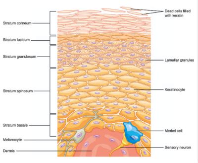 İnsan derisi anatomisi ve birçok önemli işlevi Blog 2024