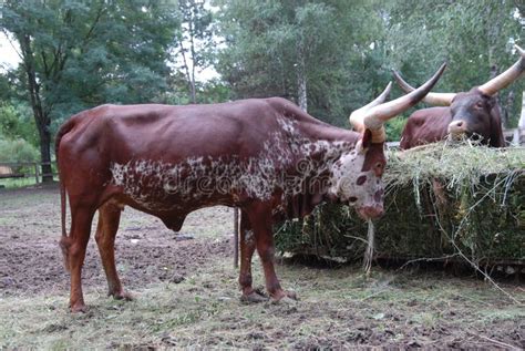 Big horns of Ox of watussi stock image. Image of brown - 25533645