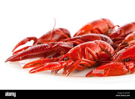 White Claw Crayfish Hi Res Stock Photography And Images Alamy