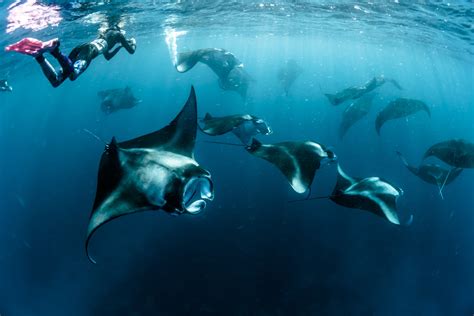 Mantas Point Komodo National Park Flores Island Indoneseia The