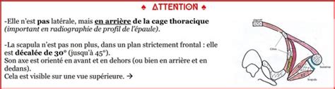 Membre Sup Rieur Thoracique Cartes Quizlet