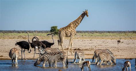 Vida Selvagem Descubra Os Melhores Safaris Para Fazer Na África