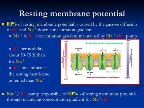 Ppt Resting Membrane Potential Powerpoint Presentation Free Download