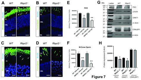 Immunohistochemical Analysis For Rhodopsin And Cone Opsin In Retinas Of