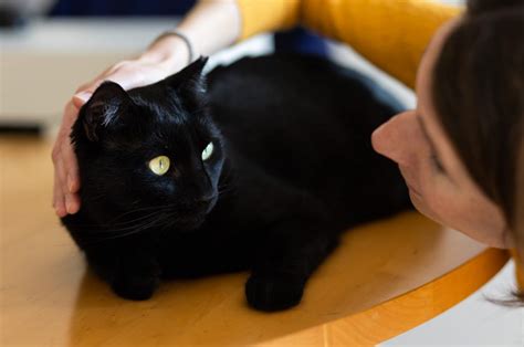 Zwarte Kat Op De Foto Fotoshoot Met Je Kat