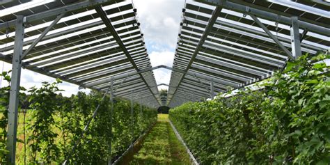 Agrivoltaics For Raspberries Pv Magazine International