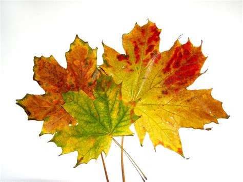 Autumn leaves 1 Free Photo Download | FreeImages