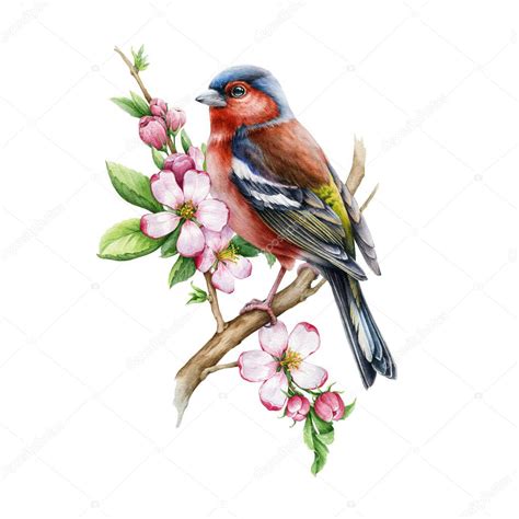 Pájaro pinzón con flores de manzano rosa Ilustración en acuarela