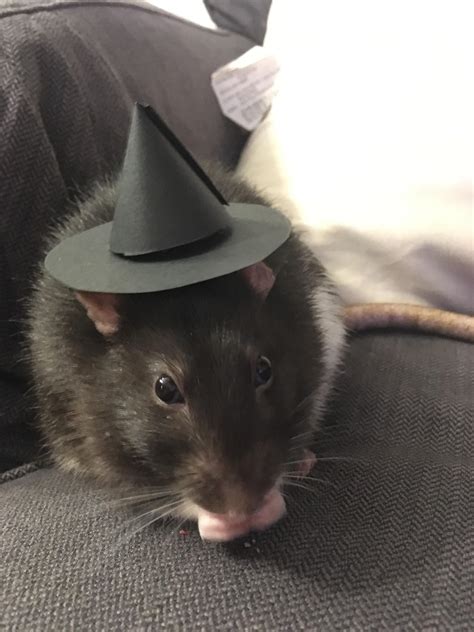 R2 Day 15 Cute Rat In A Witch Hat Rstanz