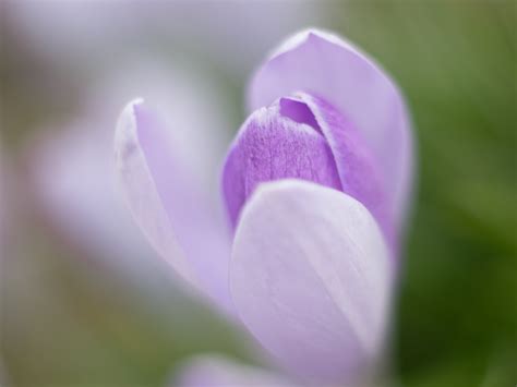 Purple Petaled Flowers In Bloom Close Up Photo Crocus Crocus HD