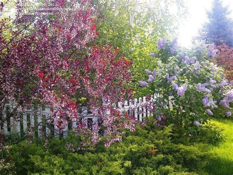 Plantfiles Pictures Prunus Dwarf Red Leaf Plum Purple Leaf Sand