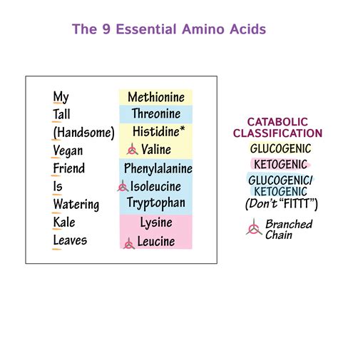 What Are Essential Amino Acids Definition At April Richard Blog