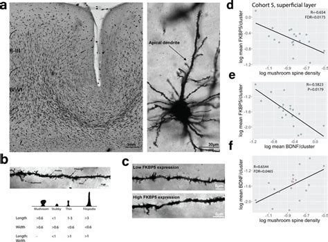 Golgicox Staining Of Dendritic Spine Subtypes In The Orbitofrontal