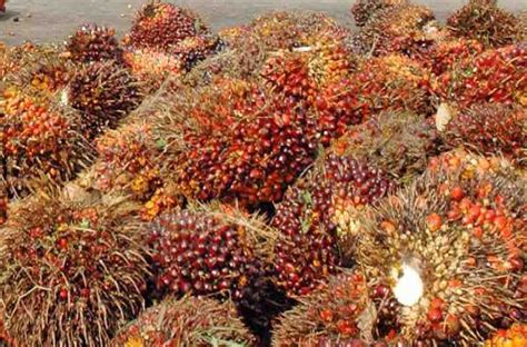 Goriau Berikut Harga Kelapa Sawit Mitra Swadaya Di Riau Periode