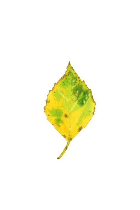 birch leaf, watercolor olgainoue.com | 식물