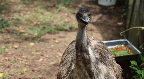 Trasladan A Melgar A Un Emú Para Que Salve A Su Especie De La Extinción El Cronista