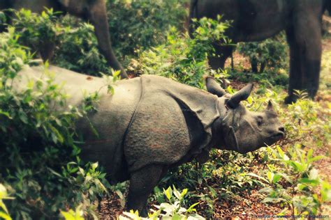 One Horned Rhinoceros Endangered Species Pictures Of Nepal