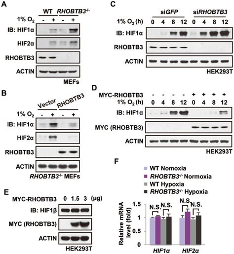 RHOBTB3 downregulates HIF1α expression A Protein levels of HIF1α and