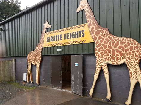 Giraffe house - ZooChat