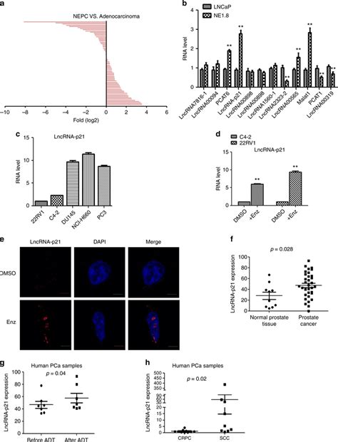 The LncRNA P21 Level Is Increased In NEPC Cells A The QPCR Analysis To